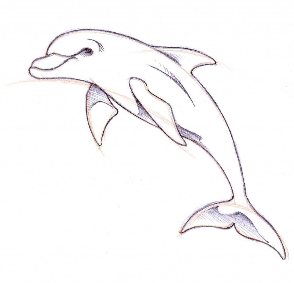 1024x988 Simplistic Drawing Pictures Of Dolphins Easy To Draw Dolphin - Easy Drawings In Pencil