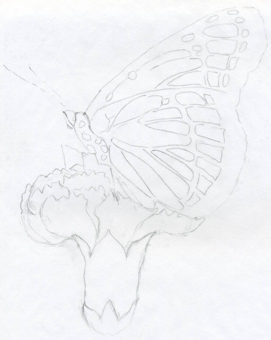 1028x1292 Butterfly Pencil Drawings You Can Practice - Easy Drawings In Pencil