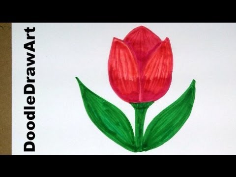 480x360 Drawing How To Draw Cartoon Tulip Flower - Easy Flower Drawing For Kids