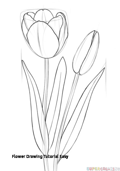 403x575 Flower Drawing Tutorial Easy How To Draw A Tulip Step - Easy Flower Drawing Tutorial