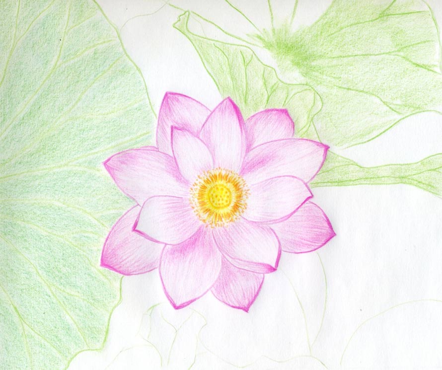 890x745 Lotus Flower Drawings Made Easy - Easy Flowers Drawing