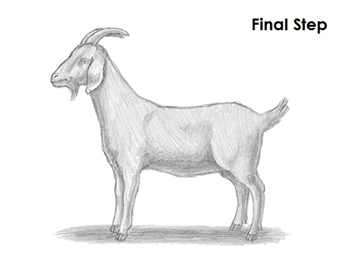 500x386 How To Draw A Goat - Easy Goat Drawing
