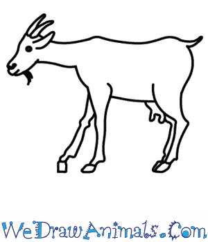 300x350 How To Draw A Goat - Easy Goat Drawing