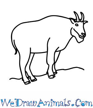 300x350 How To Draw A Mountain Goat - Easy Goat Drawing