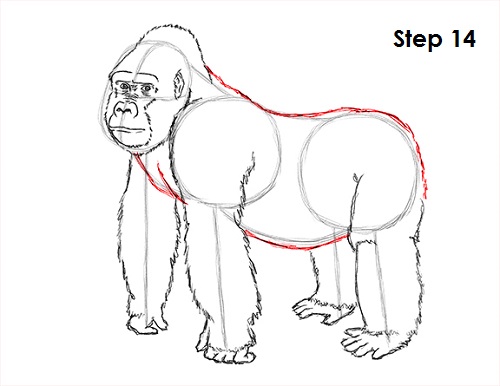 500x386 How To Draw A Gorilla - Easy Gorilla Drawing