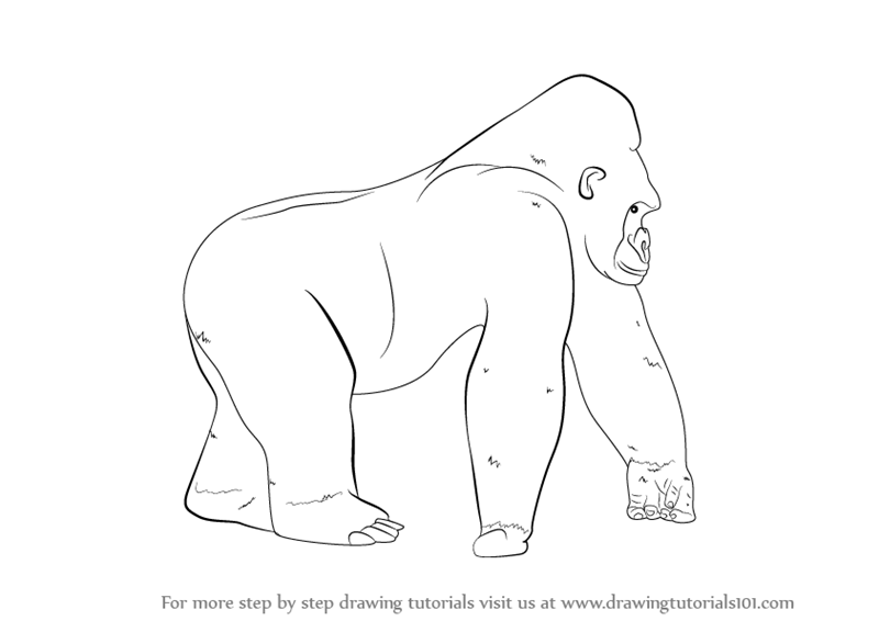 800x566 Learn How To Draw A Gorilla - Easy Gorilla Drawing