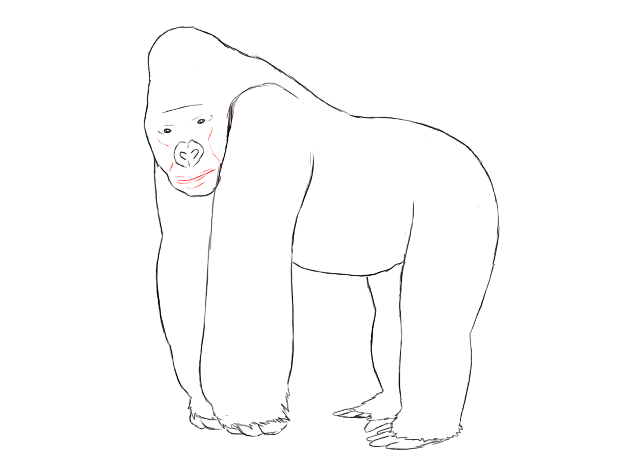 1210x905 Gorilla Drawing Free Download - Easy Gorilla Drawing