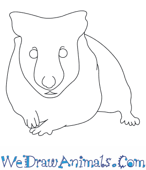 300x350 how to draw a golden hamster - Easy Hamster Drawing