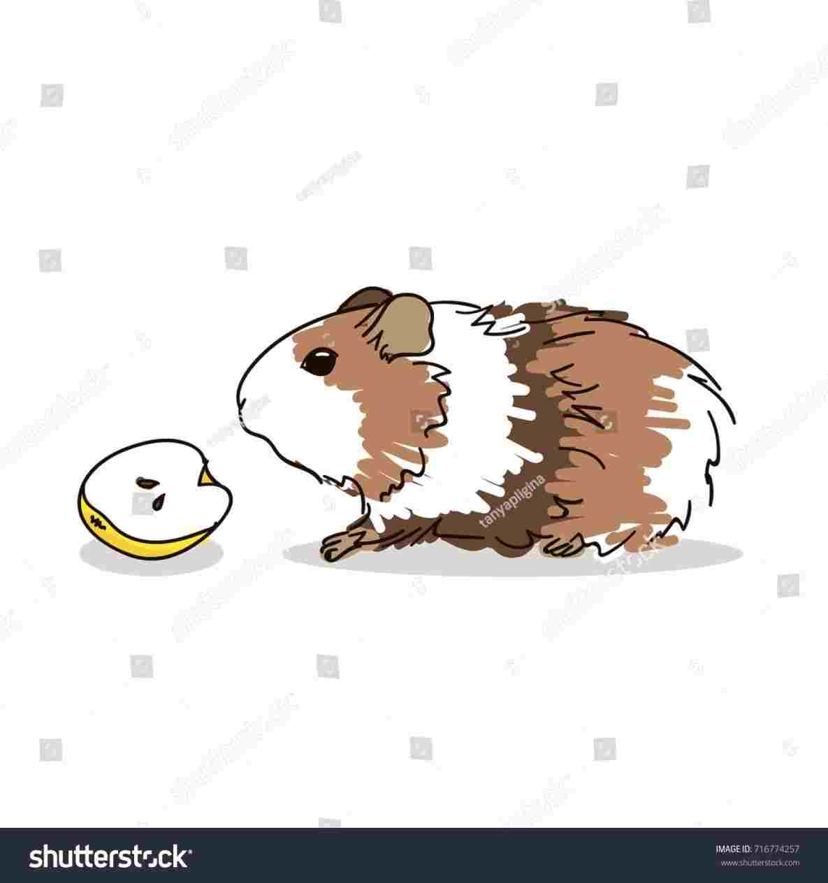 1185x1264 drawing easy drawing hamster healthsportinforhhealthsportinfo how - Easy Hamster Drawing