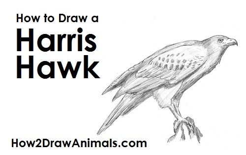 500x315 How To Draw A Hawk - Easy Hawk Drawing