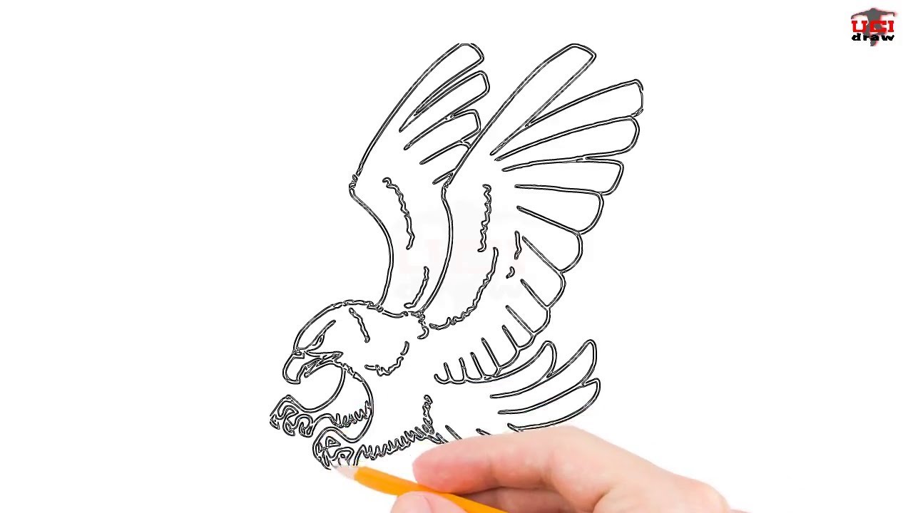 1280x720 How To Draw A Hawk Step - Easy Hawk Drawing