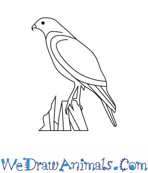 300x350 How To Draw A Red Shouldered Hawk - Easy Hawk Drawing