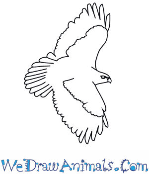 300x350 How To Draw A Red Tailed Hawk - Easy Hawk Drawing