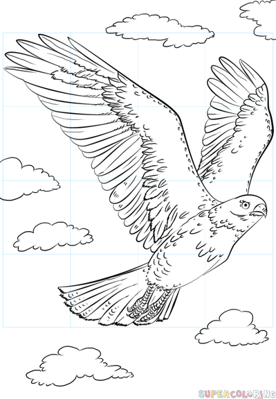 399x575 How To Draw A Hawk Flying Step - Easy Hawk Drawing