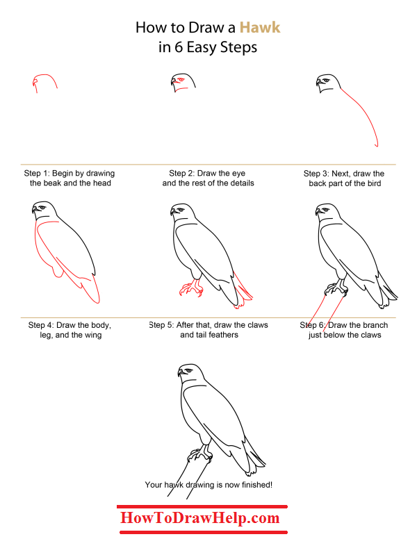 600x776 How To Draw A Hawk Step - Easy Hawk Drawing
