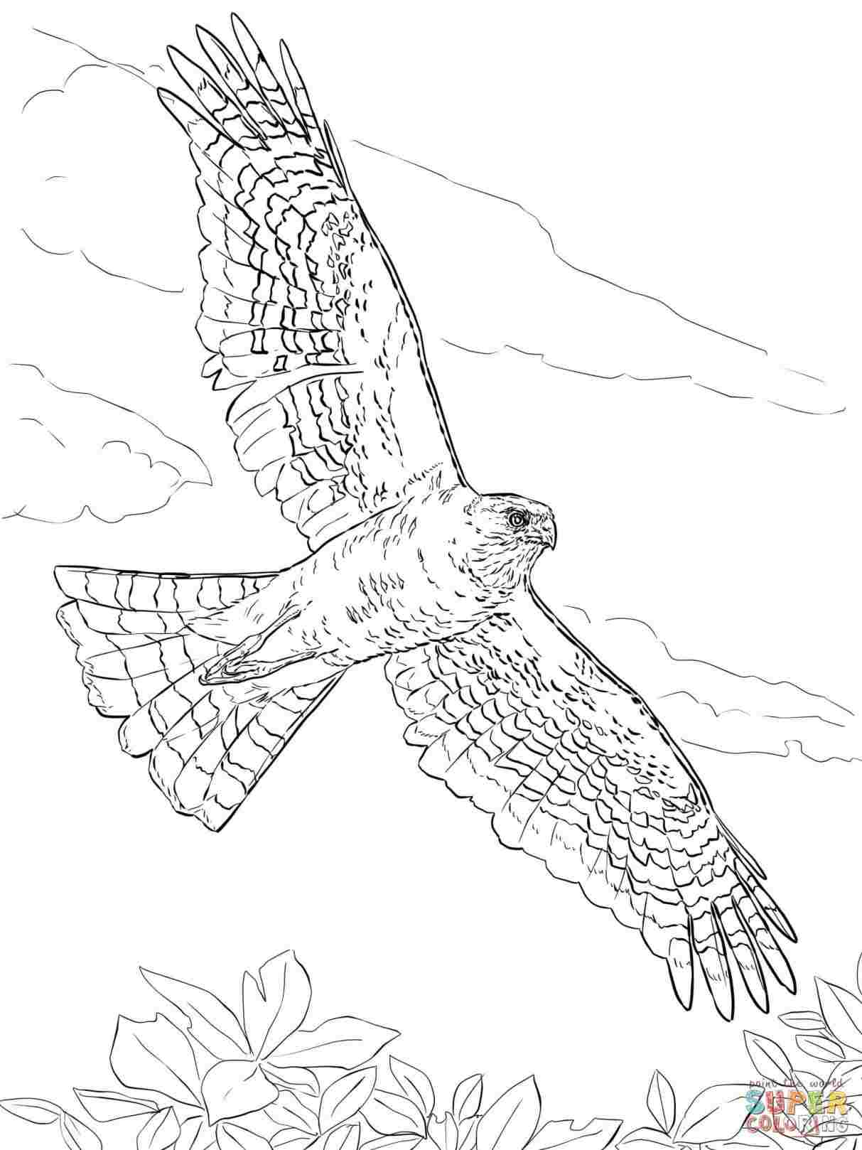 1213x1618 Eagleus Head Youtuberhyoutubecom Easy Hawk - Easy Hawk Drawing