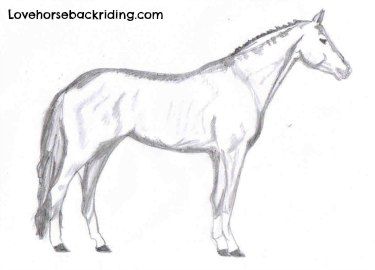 375x270 How To Draw A Horse - Easy Horse Drawing Step By Step