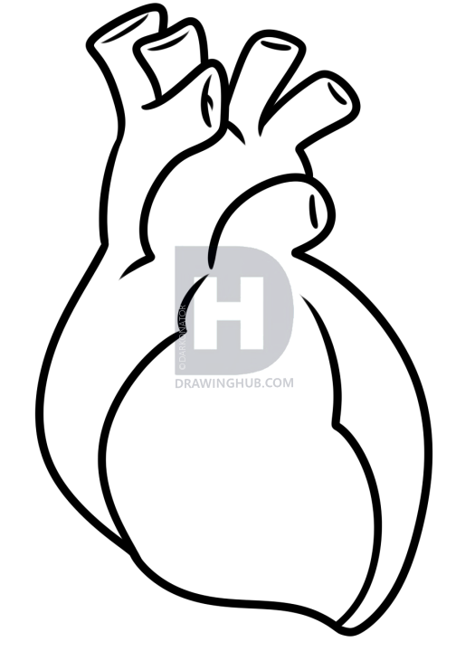525x720 Drawing A Human Heart For Kids, Step - Easy Human Drawing