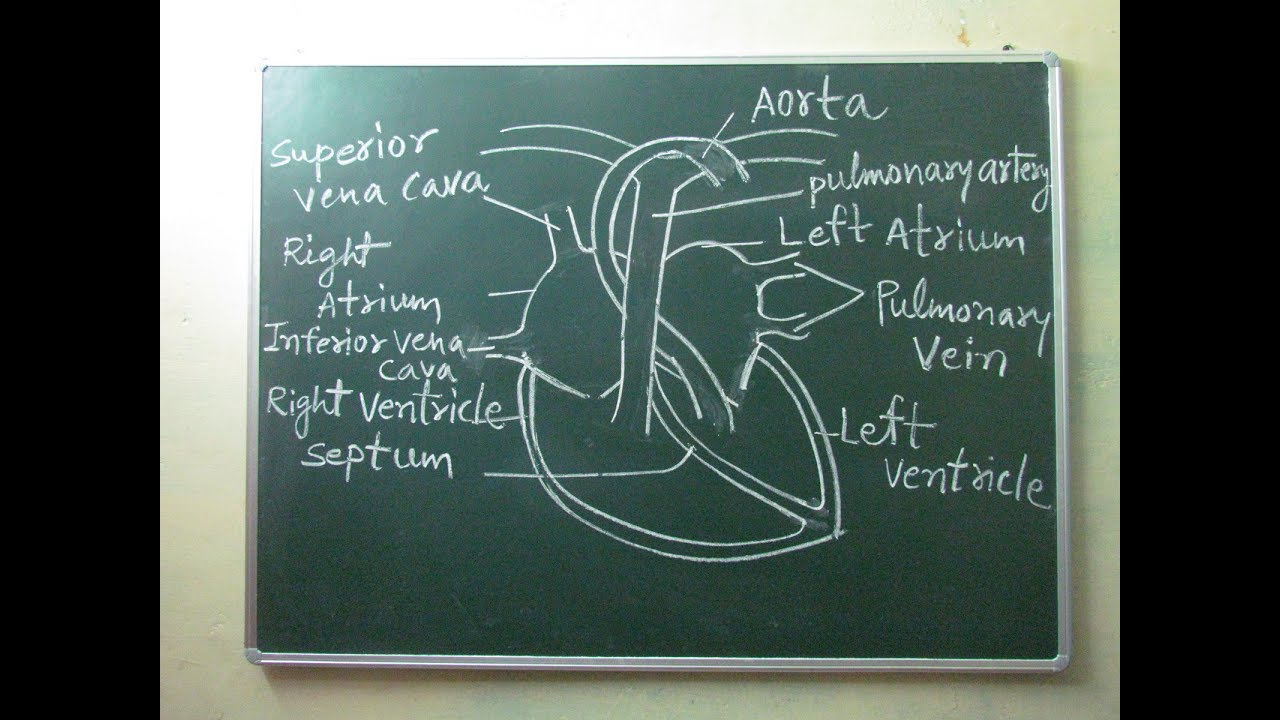 1280x720 How To Draw Human Heart In Very Easy Way - Easy Human Heart Drawing