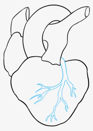 300x424 heart drawing png images png cliparts free download on seekpng - Easy Human Heart Drawing