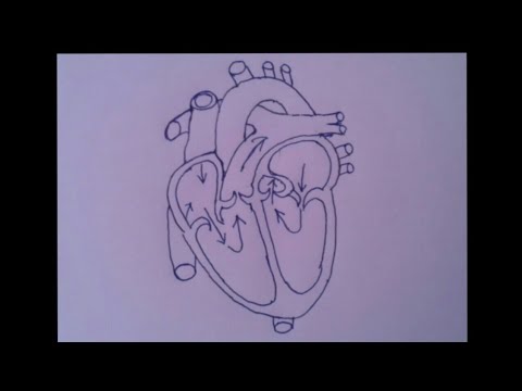 480x360 How To Draw Human Heart Easily Cbse Mp Hs School Project Forums - Easy Human Heart Drawing