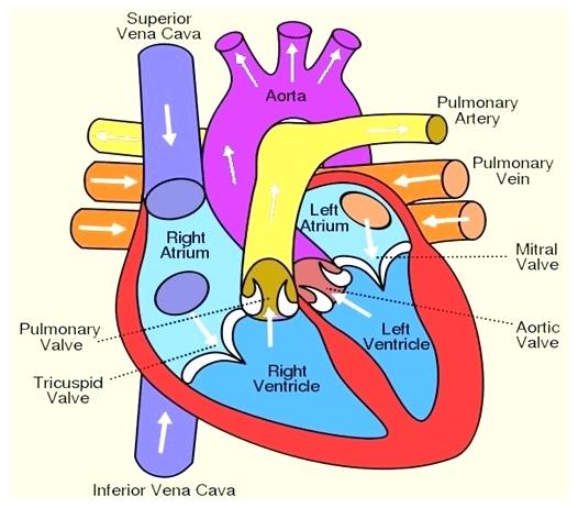 Easy Human Heart Drawing at PaintingValley.com | Explore collection of ...