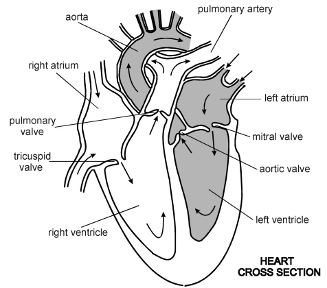 476x420 How To Draw Internal Structure Of Human Heart Easily - Easy Human Heart Drawing