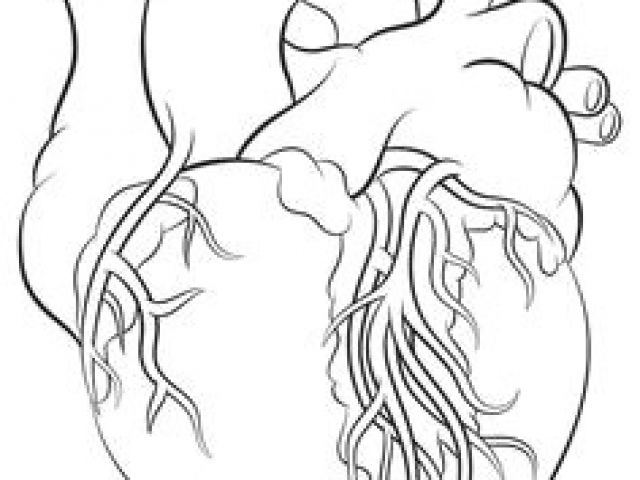 640x480 drawing of a heart easy human heart tattoo - Easy Human Heart Drawing