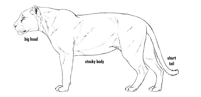 688x334 how to draw big cats lions, tigers, cheetahs, and much more - Easy Jaguar Drawing