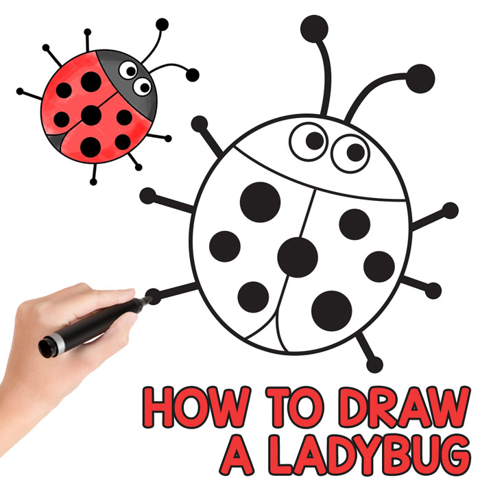 700x700 How To Draw A Ladybug - Easy Ladybug Drawing