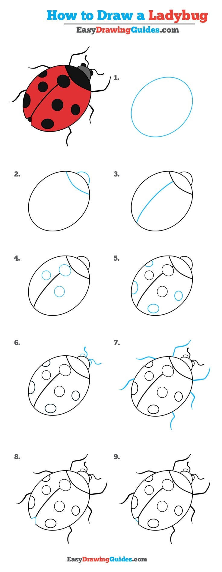 736x1896 How To Draw A Ladybug - Easy Ladybug Drawing