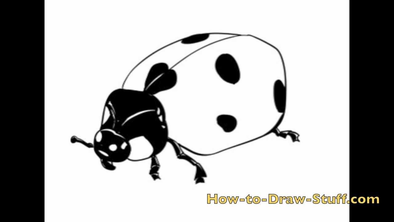 1280x720 How To Draw A Ladybug Step - Easy Ladybug Drawing