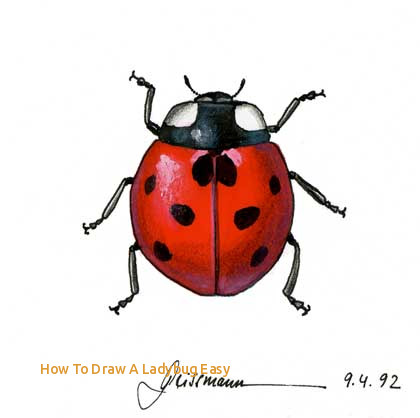 420x418 How To Draw A Ladybug Easy - Easy Ladybug Drawing