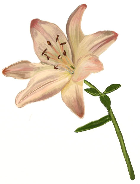 472x620 How To Draw A Lily Flower - Easy Lily Drawing