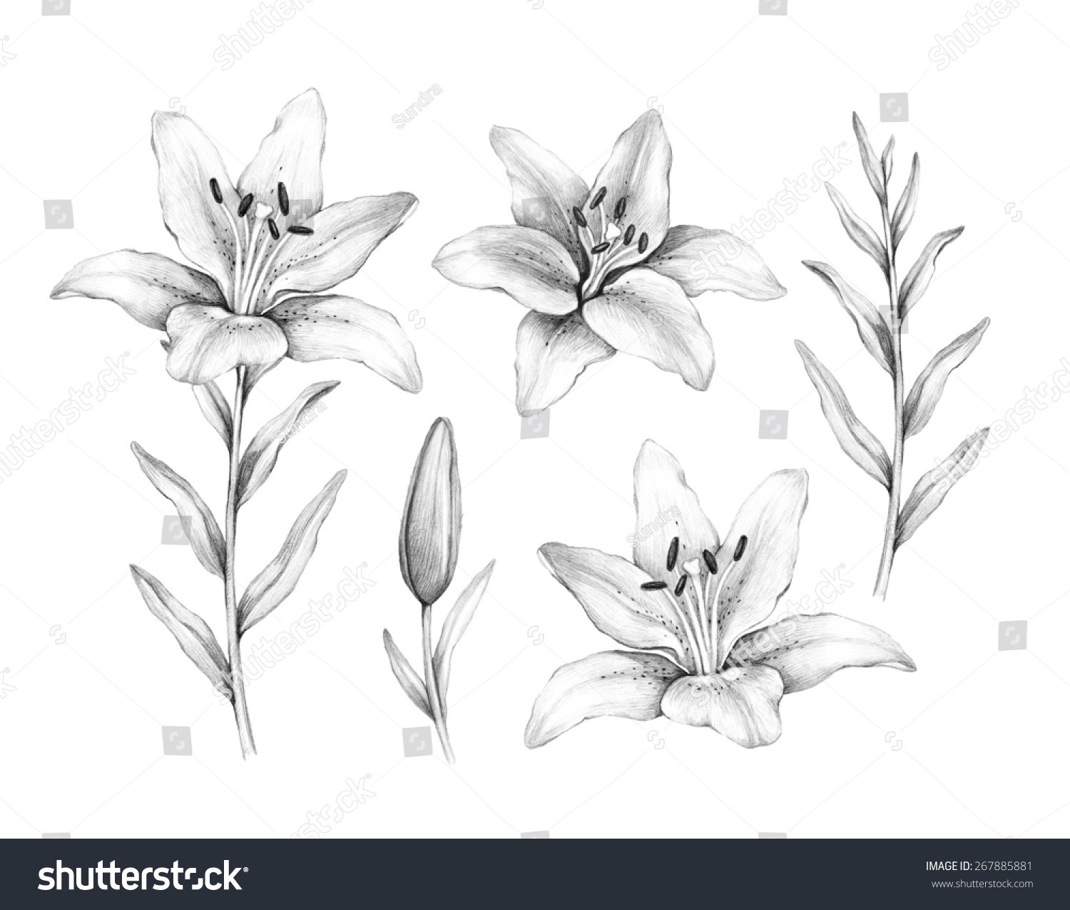 1500x1275 Lily Flower Drawing Tutorial - Easy Lily Drawing