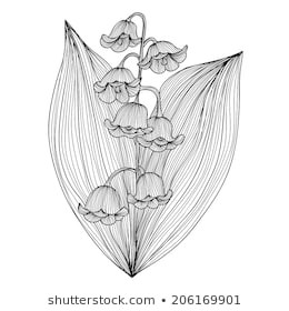 260x280 Sketch Easy Lily Drawing Inspirational Lily The Valley Drawing - Easy Lily Drawing