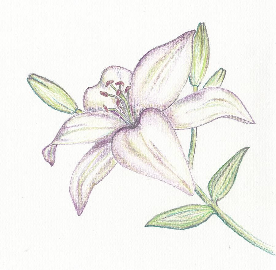 900x882 Sketch Easy Lily Drawing And Lilies Drawing - Easy Lily Drawing