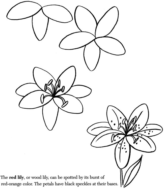 650x750 How To Draw A Lily For My Budding Artist - Easy Lily Drawing