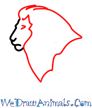 300x350 How To Draw A Lion - Easy Lion Drawing Steps