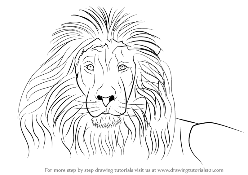 800x565 Learn How To Draw A Lion's Face - Easy Lion Drawing Steps