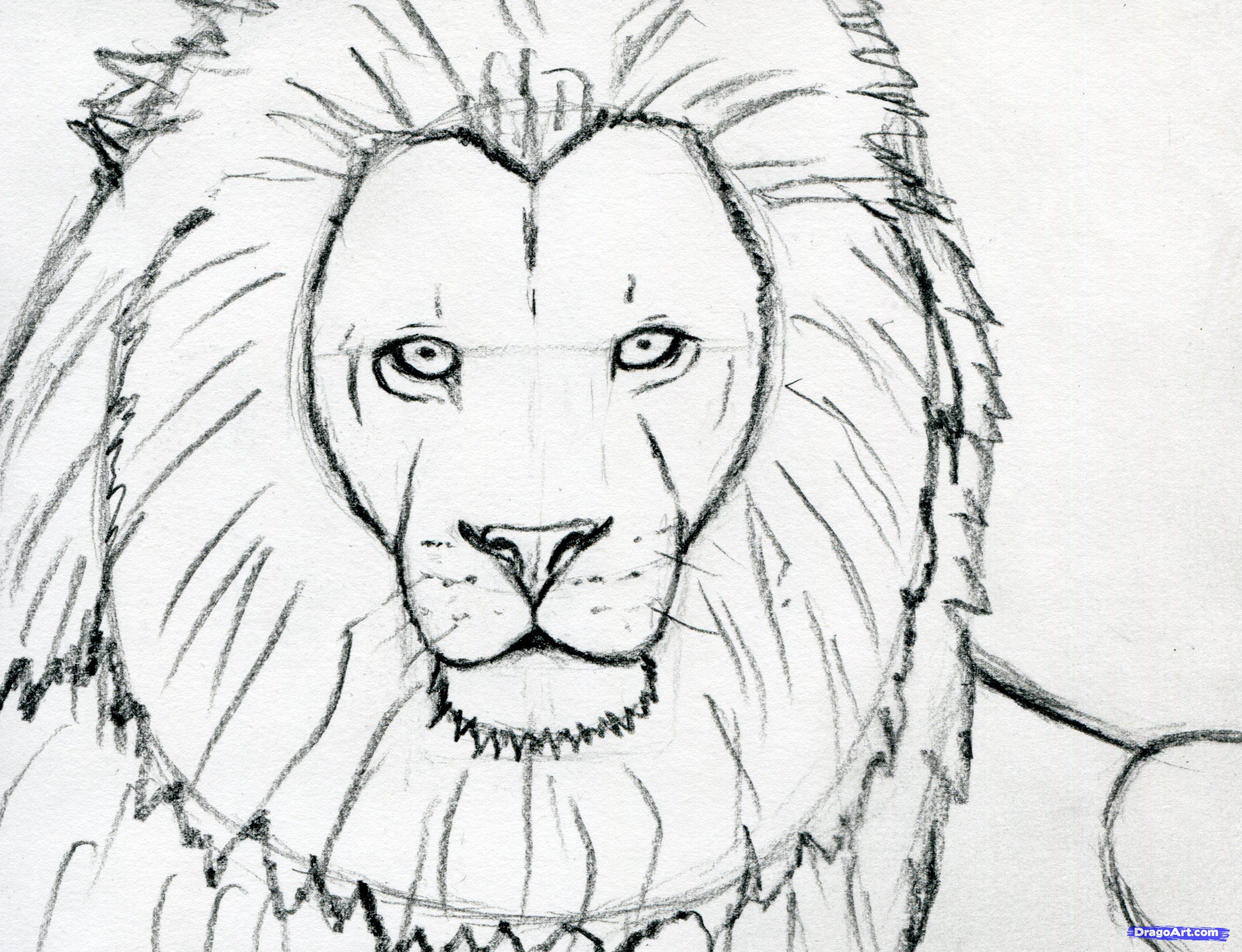 Easy Lion Face Drawing at Explore collection of