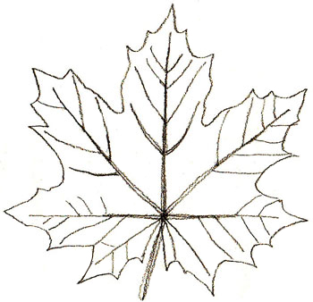 350x338 How To Draw Maple Leaves - Easy Maple Leaf Drawing