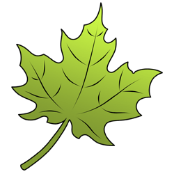 250x250 How To Draw A Leaf - Easy Maple Leaf Drawing