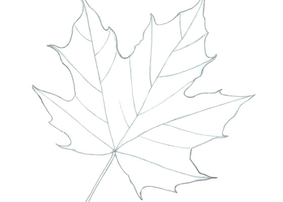 sugar maple leaf drawing step by step