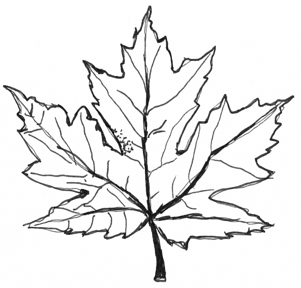 Easy Maple Leaf Drawing at Explore collection of