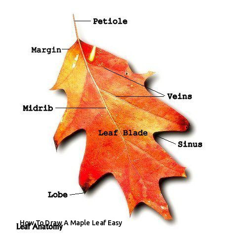 500x500 how to draw a maple leaf easy the difference between a simple - Easy Maple Leaf Drawing