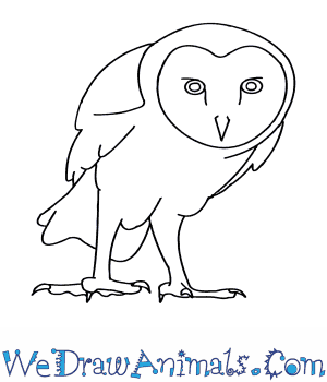 300x350 How To Draw A Barn Owl - Easy Owl Drawing Step By Step