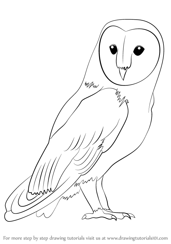592x844 Learn How To Draw A Barn Owl - Easy Owl Drawing Step By Step