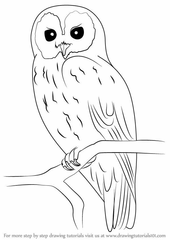 598x844 owl sketches drawings, owl sketch, tawny owl - Easy Owl Drawing Step By Step