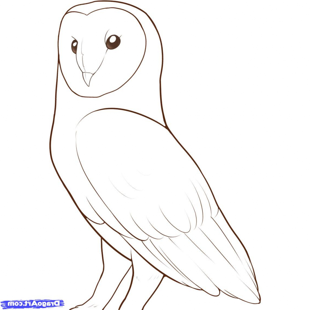 simple owl sketch realistic